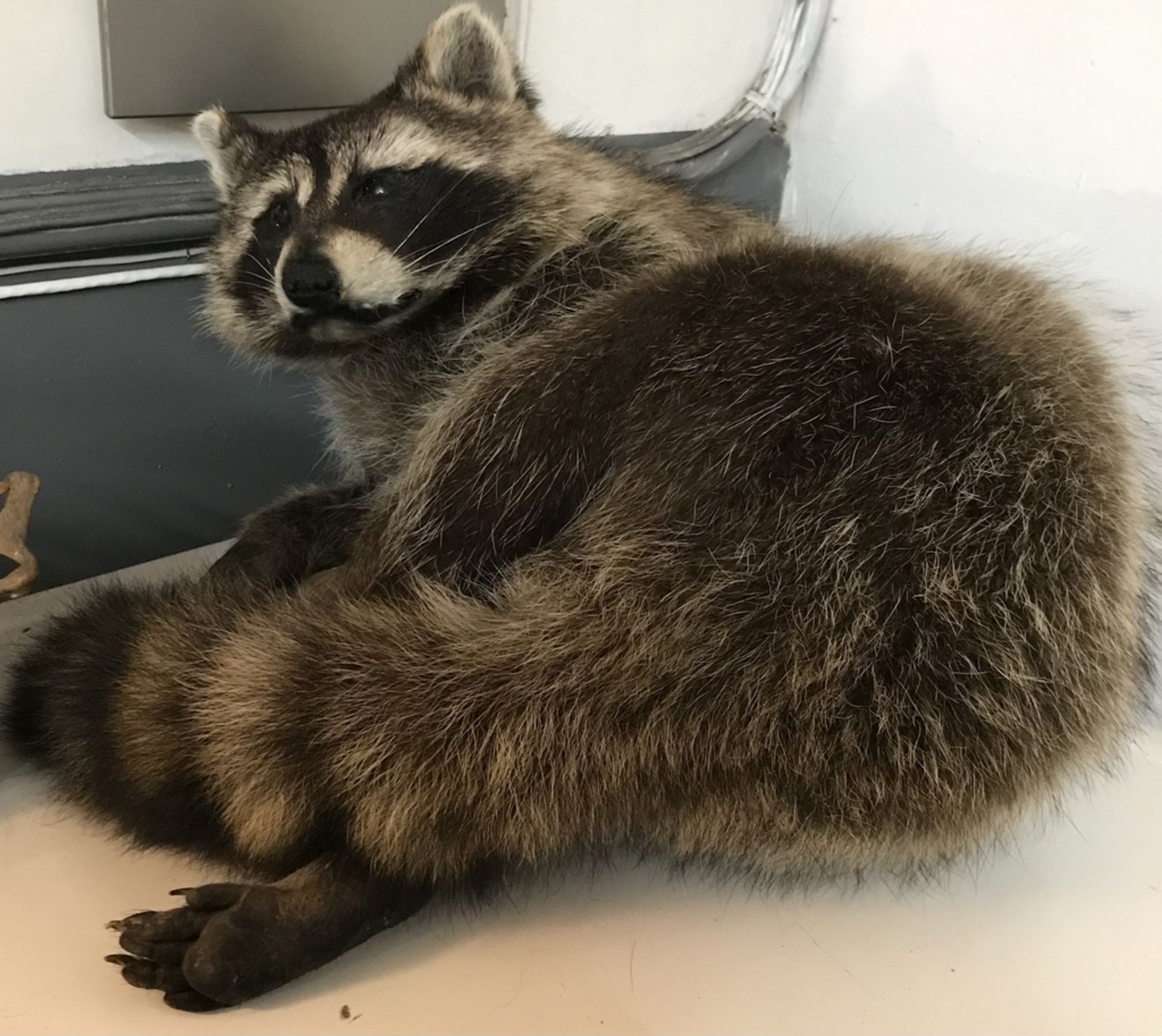 RACCOON CURLED ON TABLE Taxidermy