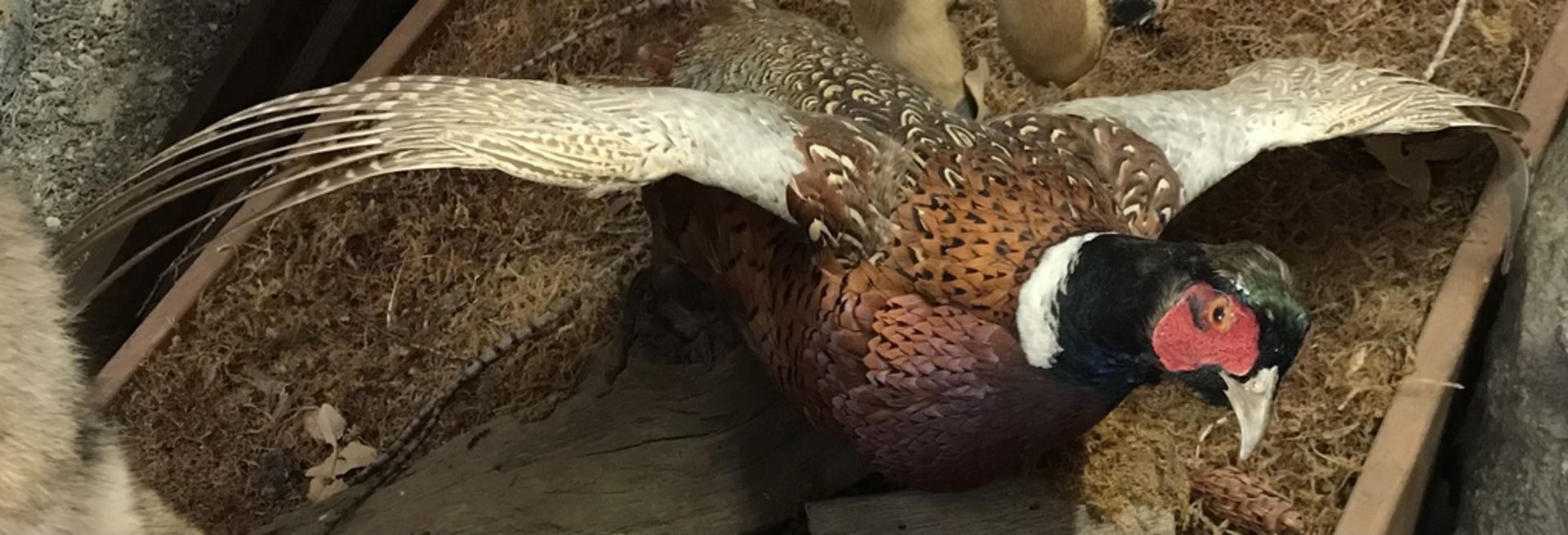 PHEASANT ON WOOD BRANCH Taxidermy