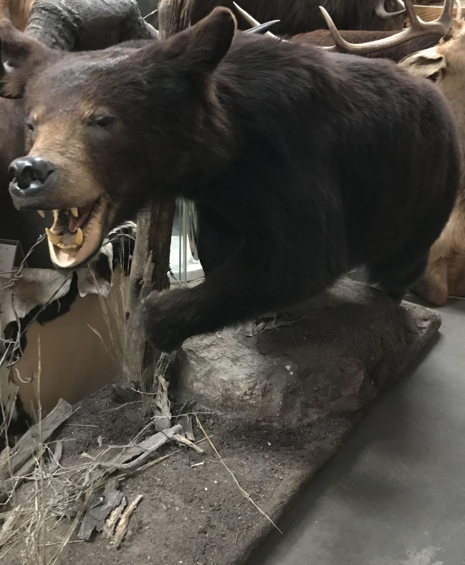 BIG BROWN BEAR WALKING NEXT TO BARBED WIRE Taxidermy - Image 2 of 2