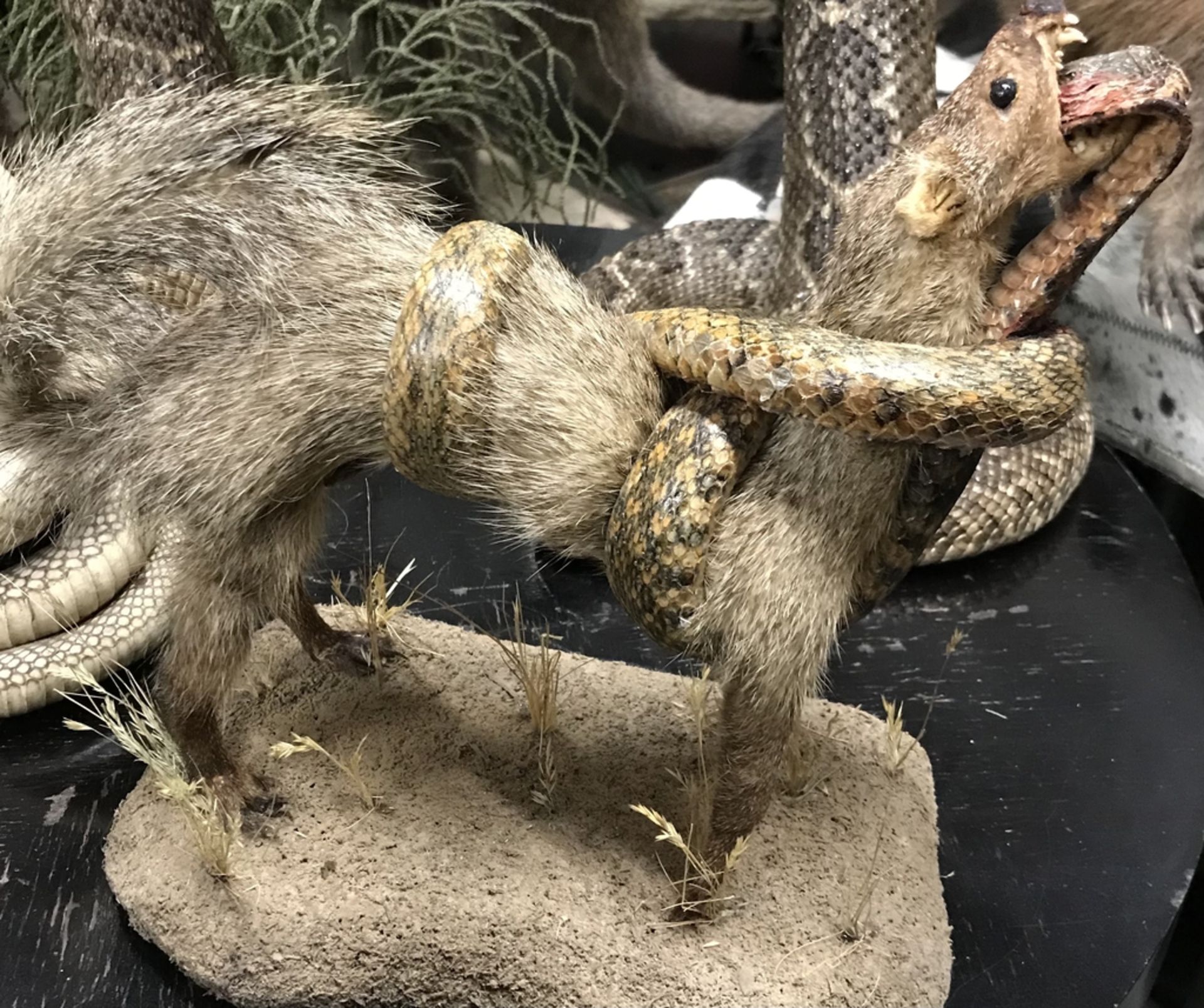 MONGOOSE + COBRA Taxidermy