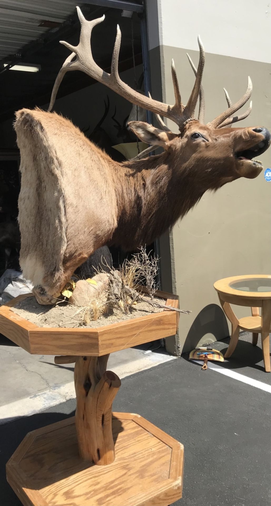 ELK PEDESTAL MOUNT Taxidermy - Image 2 of 2