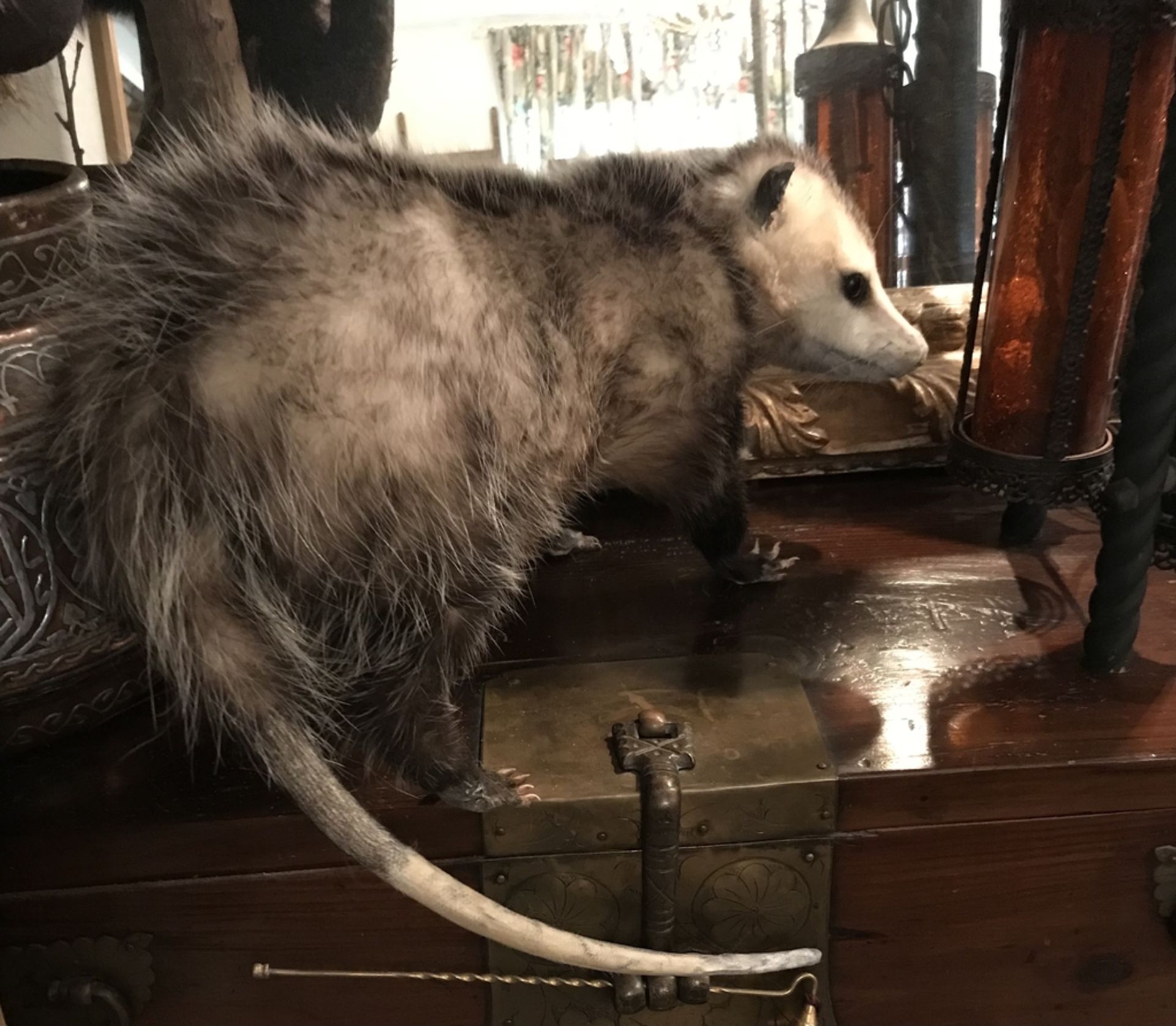 OPPOSUM Taxidermy - Image 3 of 3