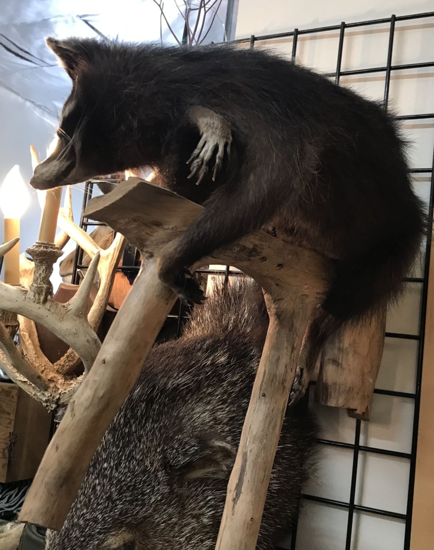 BROWN RACCOON ON HANGING BRANCH Taxidermy