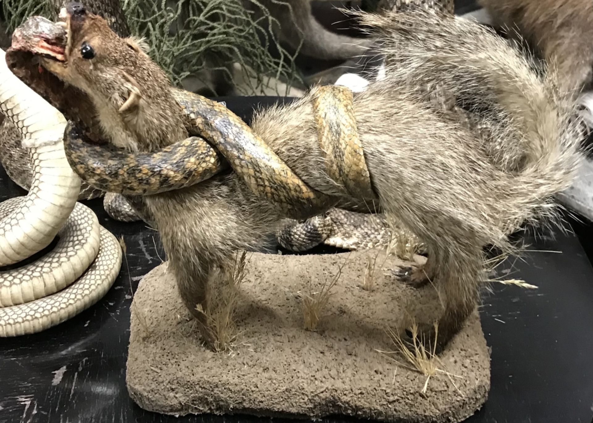 MONGOOSE + COBRA Taxidermy - Image 2 of 2