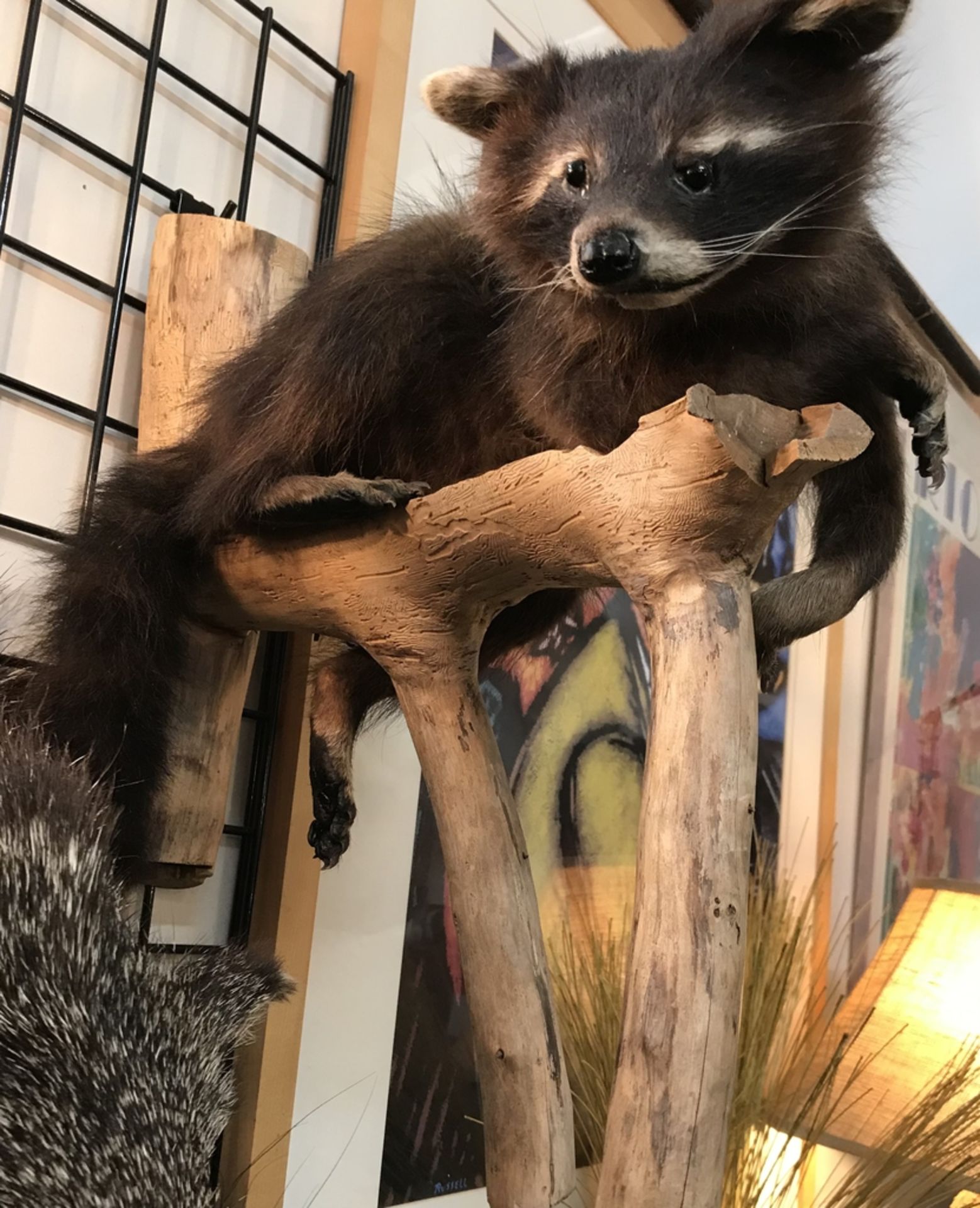 BROWN RACCOON ON HANGING BRANCH Taxidermy - Image 2 of 2