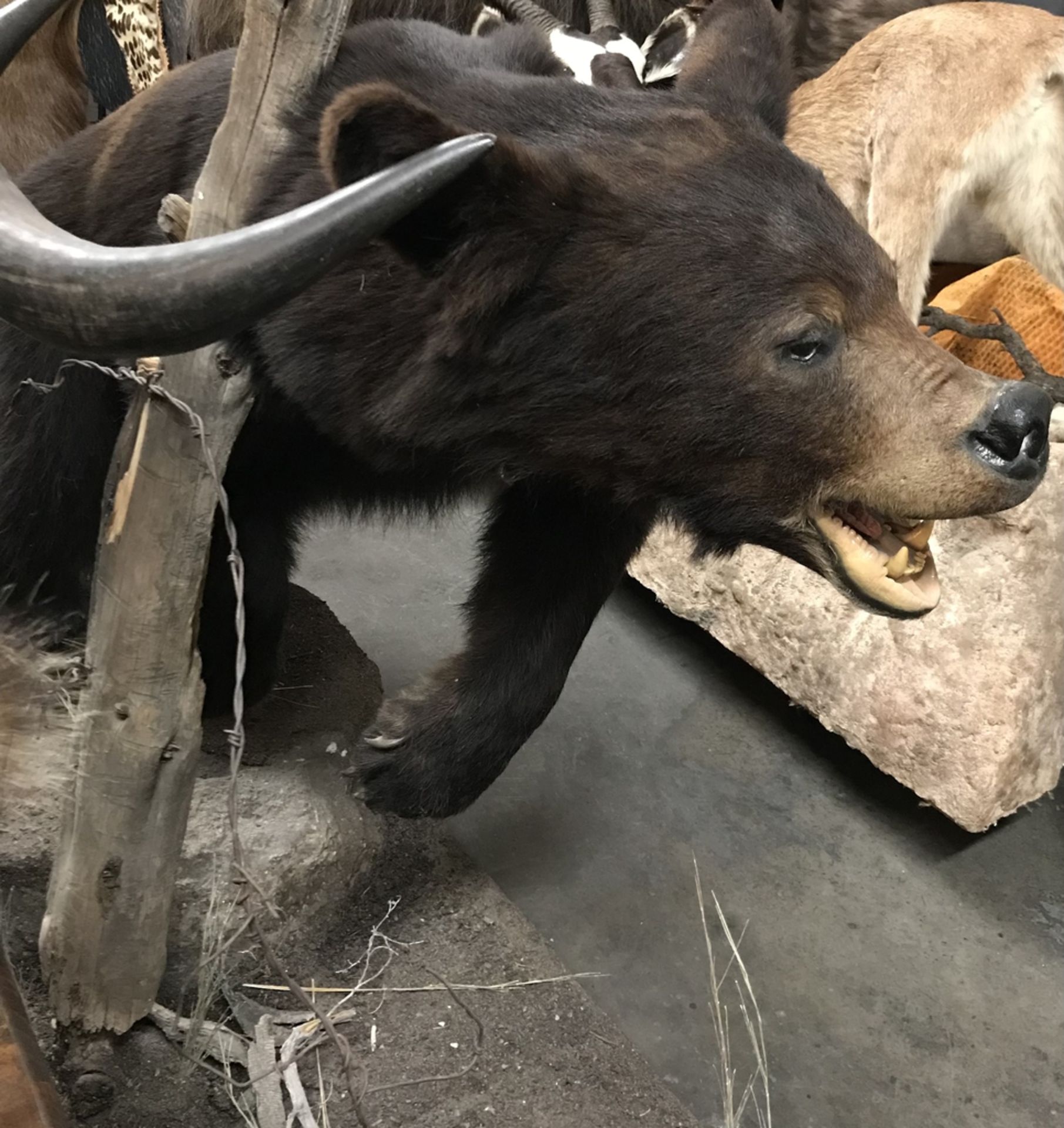 BIG BROWN BEAR WALKING NEXT TO BARBED WIRE Taxidermy