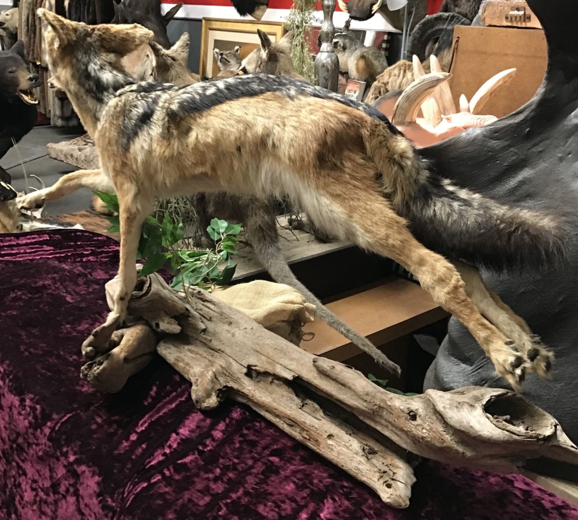 BLACK BACKED JACKEL LEAPING Taxidermy - Image 2 of 3