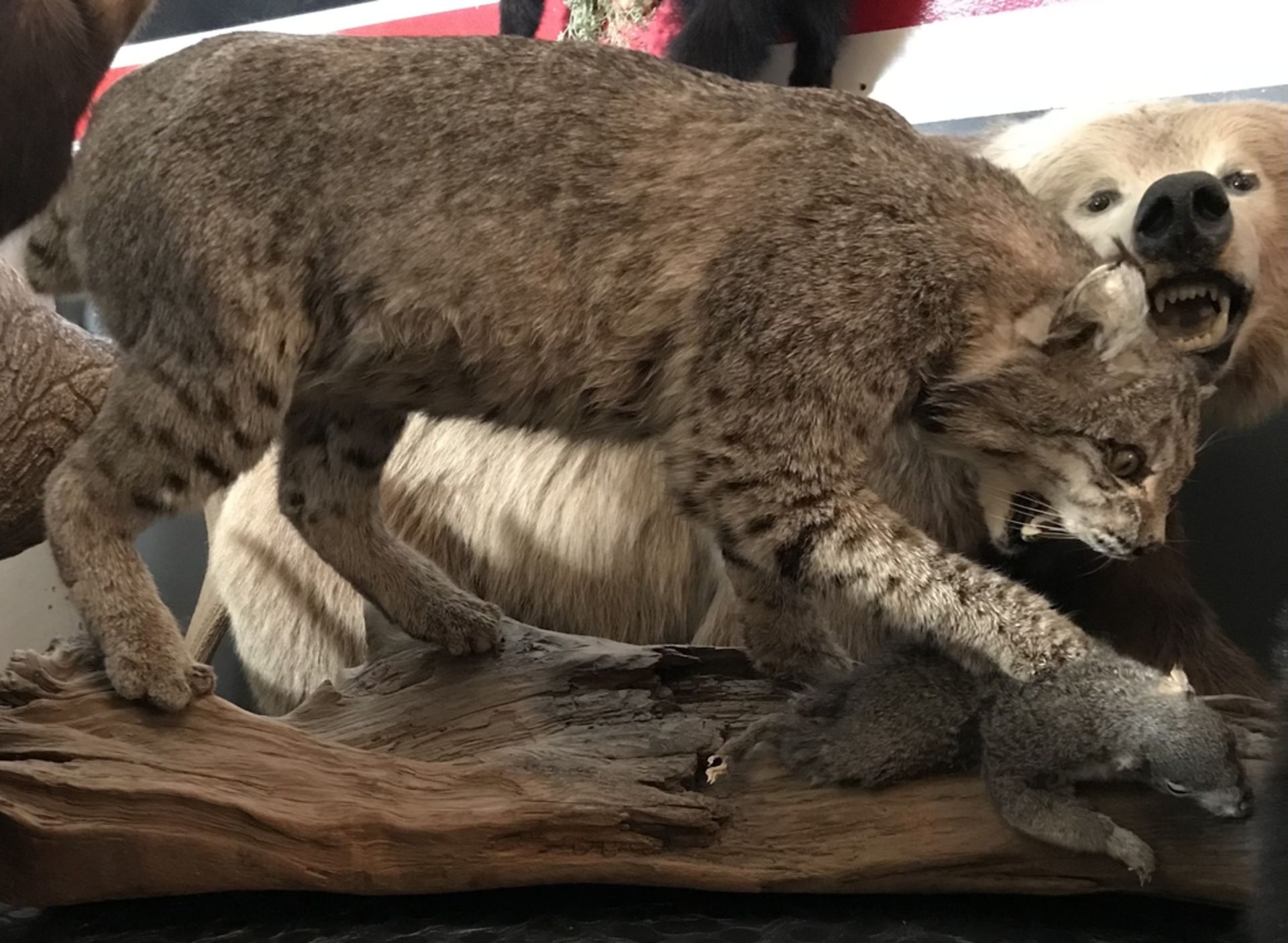 BOBCAT WITH SQUIRREL Taxidermy