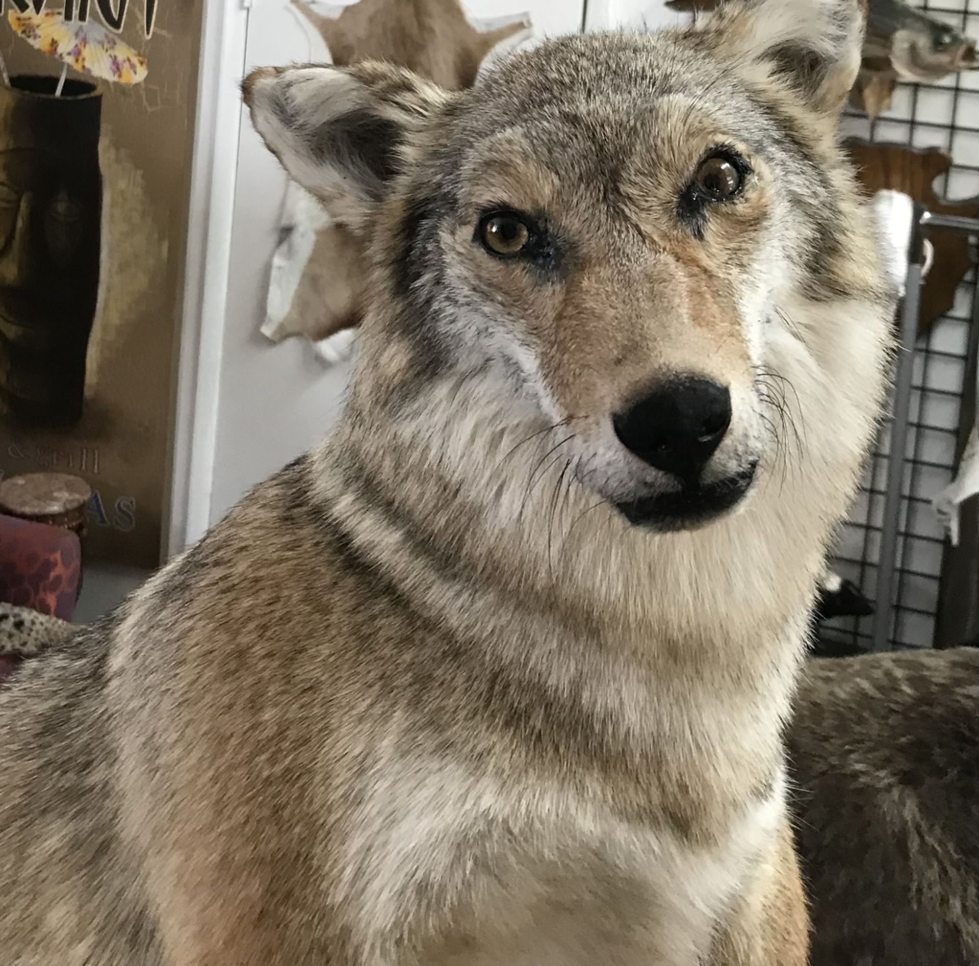 COYOTE SITTING ON GREY STYLE STONE WALL TABLE MOUNT Taxidermy
