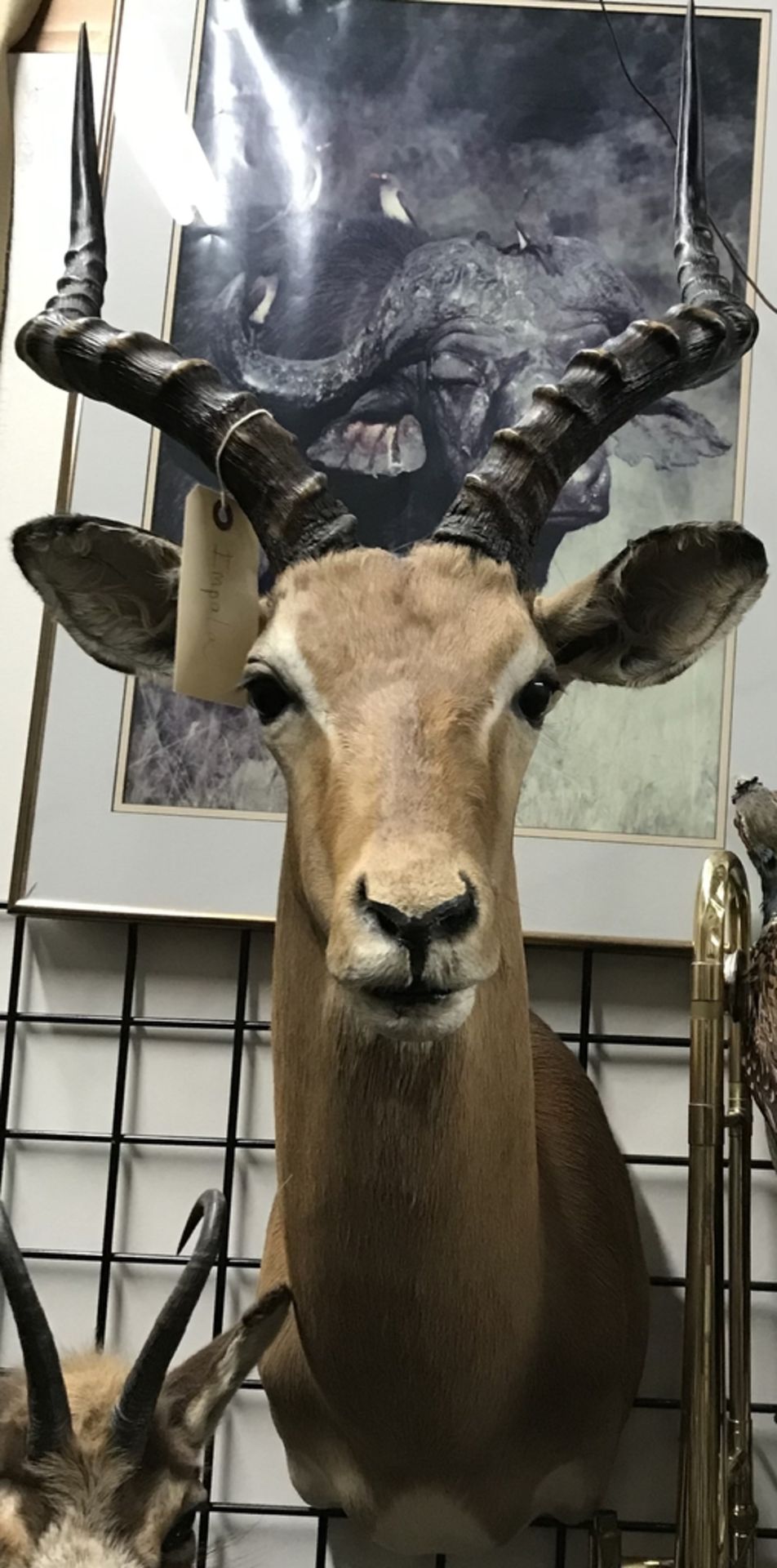 IMPALA SHOULDER MOUNT Taxidermy