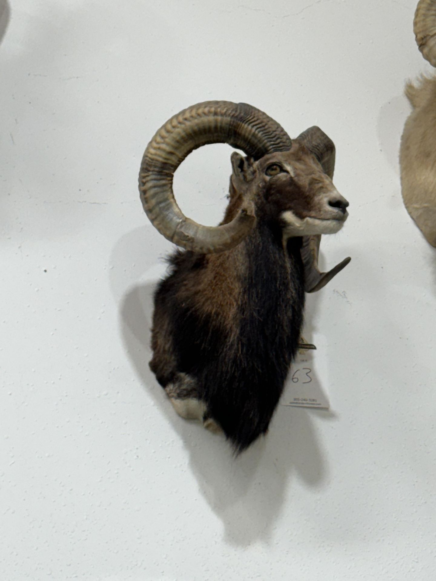 TAXIDERMY WALL MOUNT - Image 2 of 2