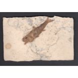 Fossilised ray-finned fish Dapalis macrurus from Céreste, Alpes-de-Haute-Provence - 9cm x 14cm