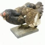 Taxidermy fighting grouse - 43cm long x 32cm high. in good used condition.