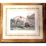 Framed 1852 coloured engraving of a French hog / pig by Thomas Landseer (1795-1880) after his