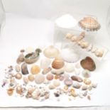 Qty of shells inc scallop, abalone, auger, turban etc