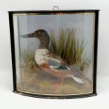 Antique taxidermy study of a shoveler duck (Spatula clypeata) with bowed glass detail to case - 39cm