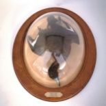 2007 dated taxidermy study of a Teal in a wall mounted domed wooden case - 55cm across