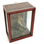 Taxidermy study of a goldfinch in a glass case - 21cm high x 16cm wide x 11cm deep