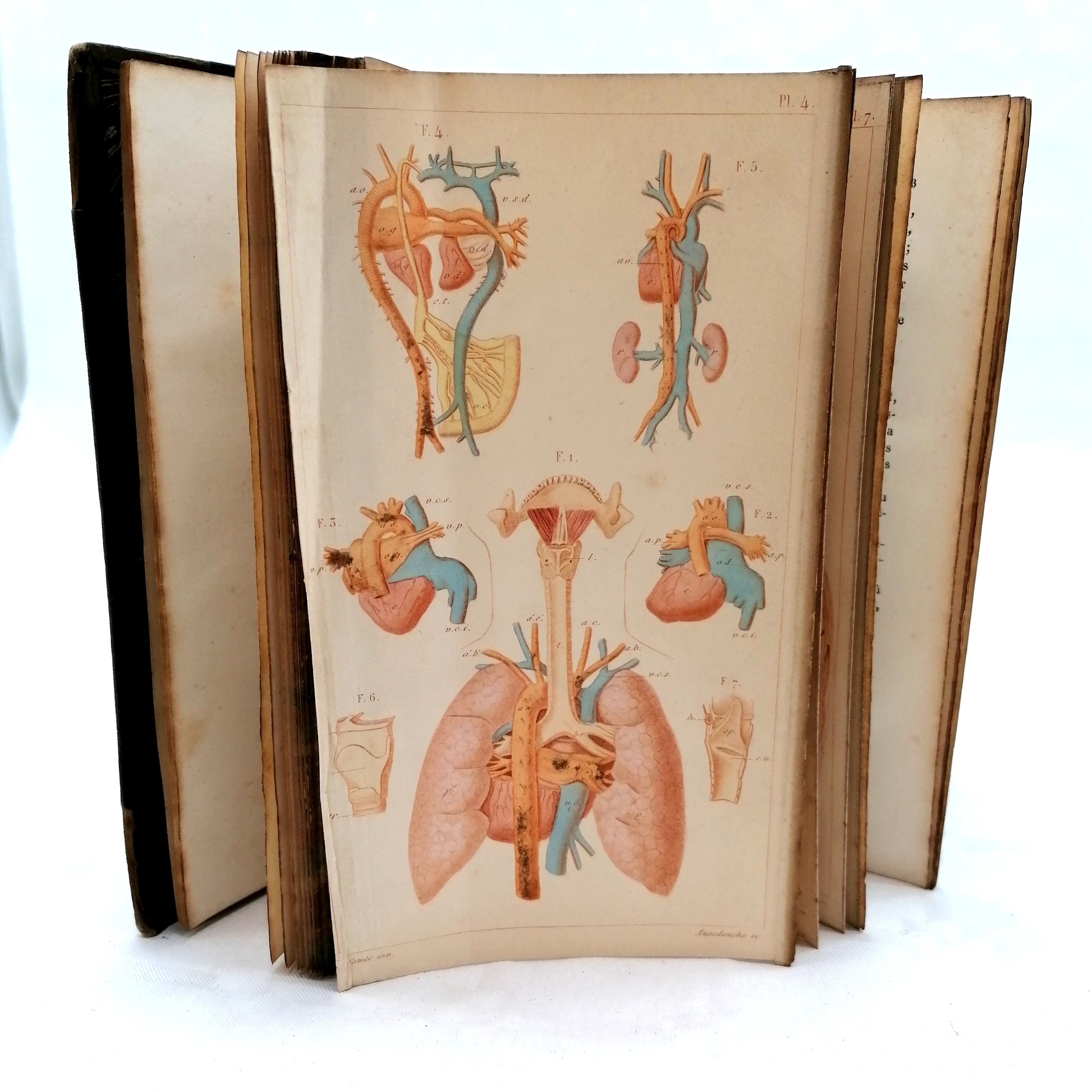 1877 French book 'Structure et Physiologie de l'homme' by Achille Comte (1802-66) complete with 6 - Image 5 of 6