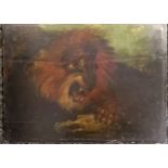 Antique oil painting on panel of a snarling lion - 41cm x 30cm ~ has old repair to panel