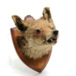 Vintage taxidermy fox mask mounted on an oak shield plaque - 28cm high x 20cm wide & no obvious