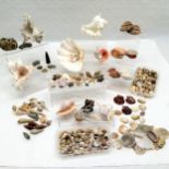 Collection of assorted shells, t/w a small quantity of ammonite fossils.