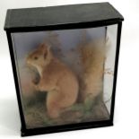 Cased taxidermy red squirrel 30cm high x 12cm x 25cm