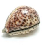 Antique box made from a cowrie shell - 8cm across
