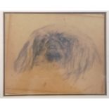 Framed pencil drawing of a pekingese dog signed L Phillipo (?) - frame 36.5cm x 41cm and has slipped