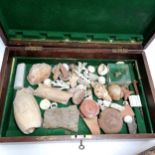 Qty of mixed shells, fossils, pottery shards etc in a wooden box t/w preserved lobster (a/f) in an
