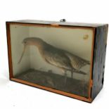 Taxidermied godwit in antique case - 35.5cm x 24.5cm x 14cm ~ case slight a/f