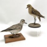 2 x taxidermied wading birds inc grey plover (22.5cm high on turned wooden base)