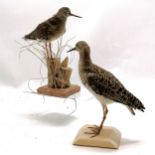 2 x taxidermied wading birds inc redshank on wooden stump 27.5cm (1 eye slight a/f)