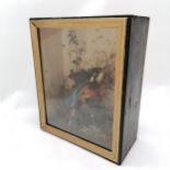 Taxidermied kingfisher in display case - 32cm x 26cm x 12.5cm