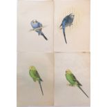 4 x Frances Fry original watercolour studies of budgerigars - 25.5cm x 17.5cm