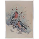 Original watercolour study of a pair of bullfinches by Frances Fry - 37cm x 27cm