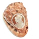 Antique hand carved portrait cameo on original conch shell - 13.5cm across x 8cm high