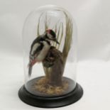 Taxidermied spotted woodpecker in glass dome on turned wooden base - 32cm total height