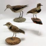 3 x taxidermied small wading birds (2 on wood sections) - tallest 14cm