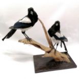 Pair of taxidermied magpies with branch mount on wooden base - 45cm high