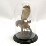 Taxidermied pair of shrikes with glass dome on a turned wooden base - 21cm high