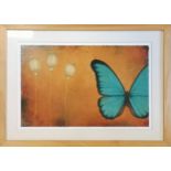 Framed picture of a butterfly 'Morpho III' by Zoe Star Hilton ~ frame 39.5cm x 54.5cm
