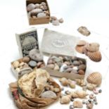 An old collection of fossils, pebbles and shells