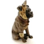 Antique Vienna cold painted bronze figure of a bulldog with bandaged head & leg - 8.5cm high and