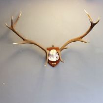 Pair of Stag antlers on oak shield mount, 1 antler having 5 points the other 6 points, with plaque