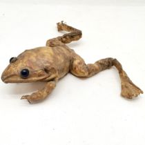 Large Taxidermy Toad with blue marble glass eyes, 36 cm wide, 27 cm length.