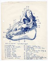 Robert Oscar Lenkiewicz (1941–2002) original pen sketch of a pig skull (left lateral aspect) with
