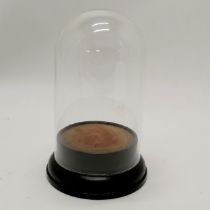 Glass dome on an antique eboinsed turned wooden base - 22cm high