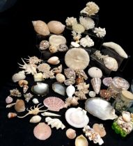 A large collection of assorted shells and coral's