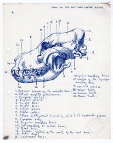 Robert Oscar Lenkiewicz (1941–2002) original pen sketch of a dog skull (left lateral aspect) with